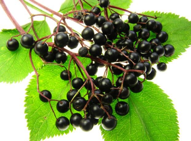 Elderberry Powder benefits Elderberry Powder benefits
