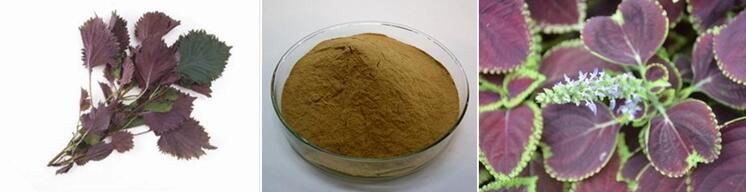 Perilla Extract powder Perilla Extract powder