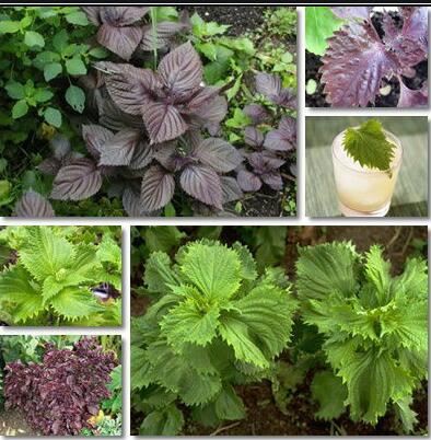 Perilla Extract benefits Perilla Extract benefits