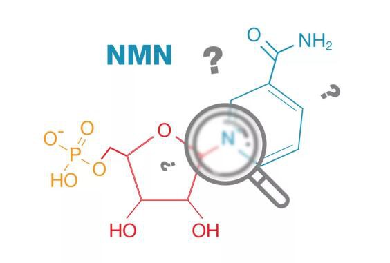 NMN Dosage for Dogs