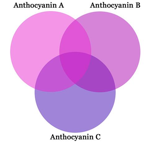 Anthocyanin color Anthocyanin color