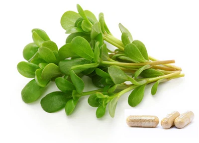 Serbuk Purslane: Ramuan untuk Jenama Tambahan Moden