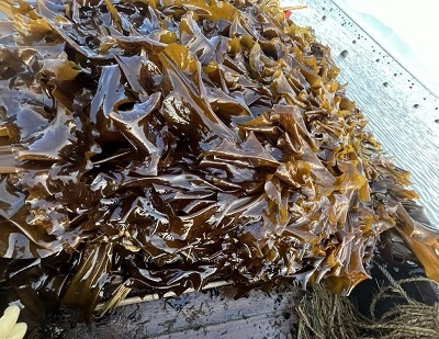 Kelp vs Rumpai Laut: Perbezaan Utama, Faedah, Kegunaan, dan Mana Yang Lebih Baik?