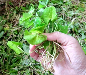 Ekstrak Centella Asiatica - Ciri Proses Pengeluaran
