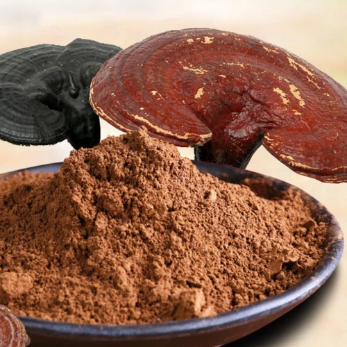 Ketulenan tinggi serbuk Ganoderma |  Ekstrak Cendawan Reishi