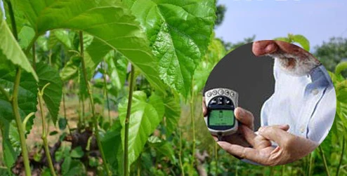 ekstrak daun mulberi Apakah potensi bahan aktifnya?