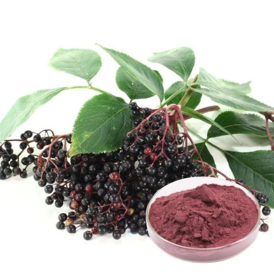 Ekstrak Elderberry Organik