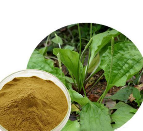 Serbuk Daun Plantain