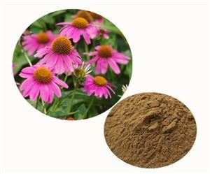 Serbuk Coneflower