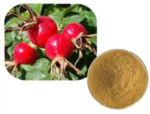 Ekstrak Rosehip