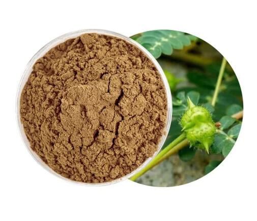 Ekstrak Tribulus Terrestris Organik